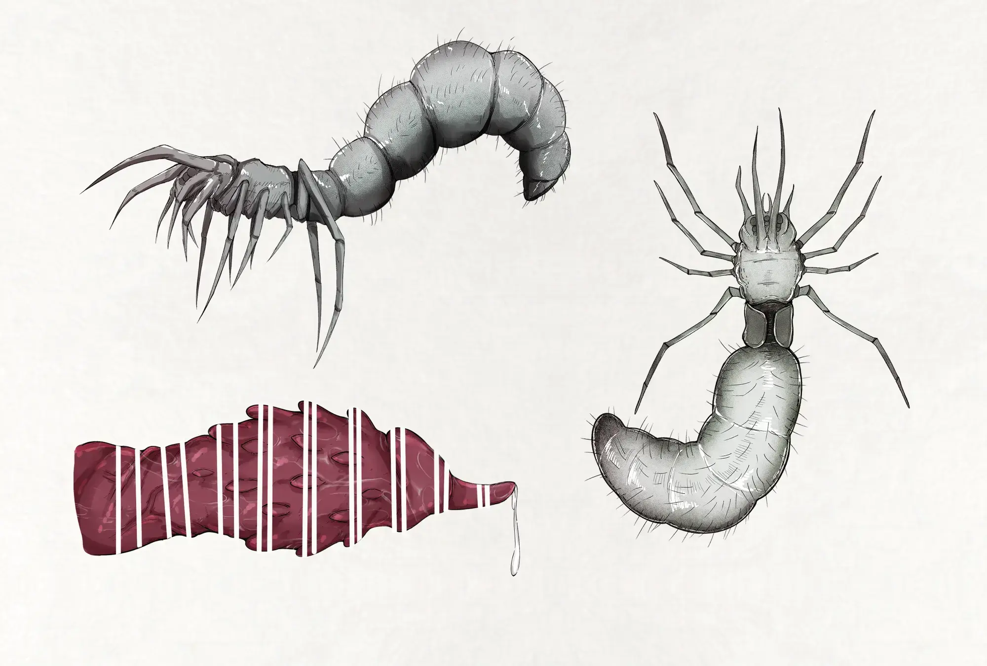 Insect Research Report